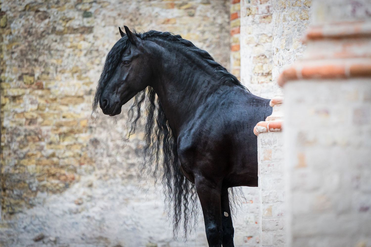 Portfolio paard