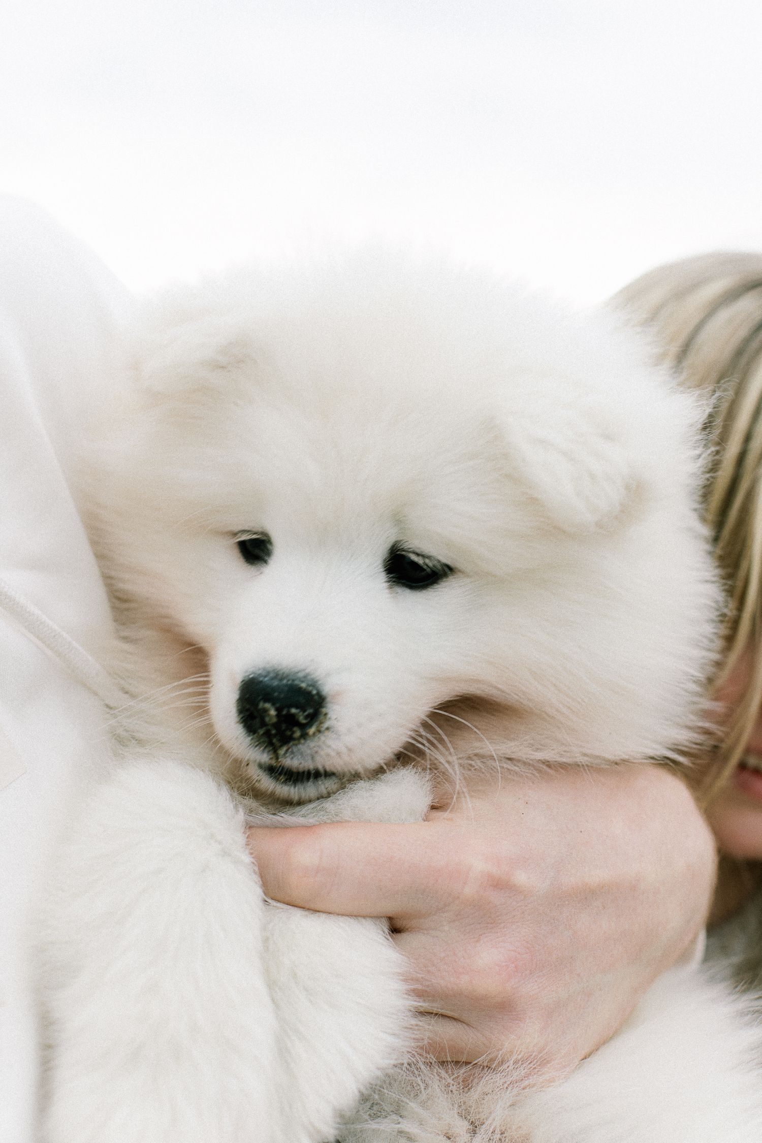 A fluffy white Samoyed puppy being gently held and cuddled by a person with blonde hair.