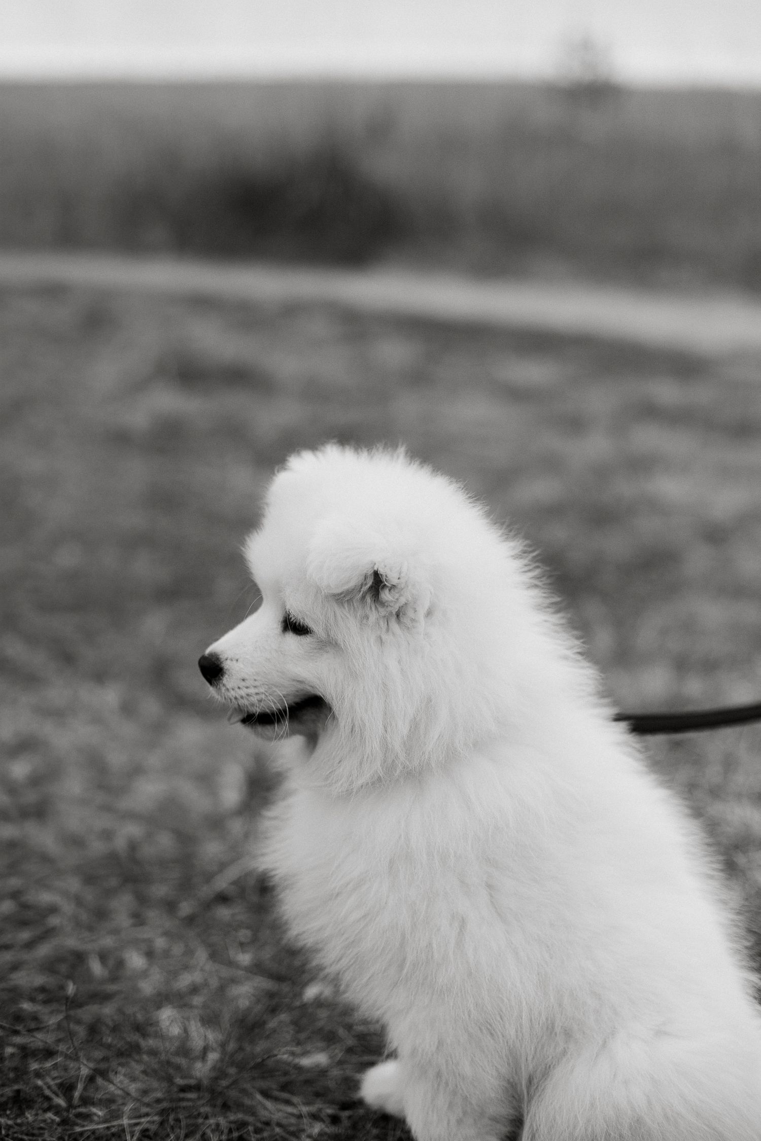Fluffy white Samoyed puppy sitting on grass outdoors on a leash, captured in black and white photography.