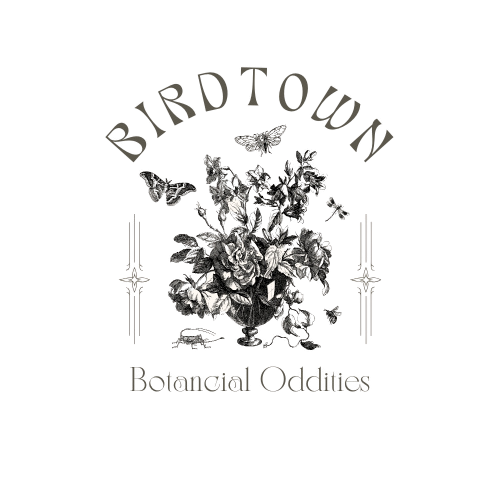 Black and white Birdtown Botanical Oddities logo featuring a floral bouquet with butterflies and a dragonfly.