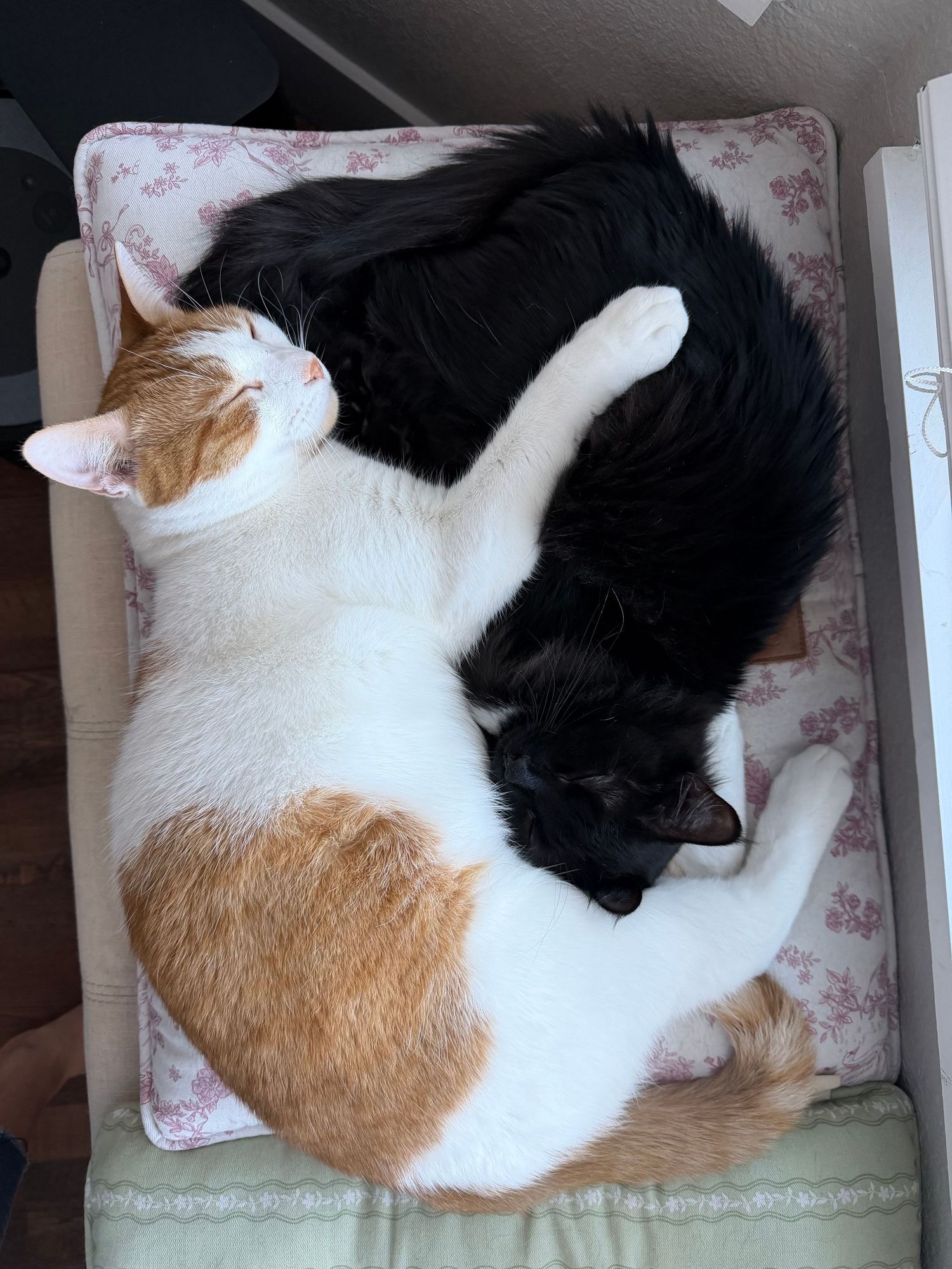 Two cats cuddling together on a floral pillow, one orange and white tabby and one black cat, forming a yin-yang shape.