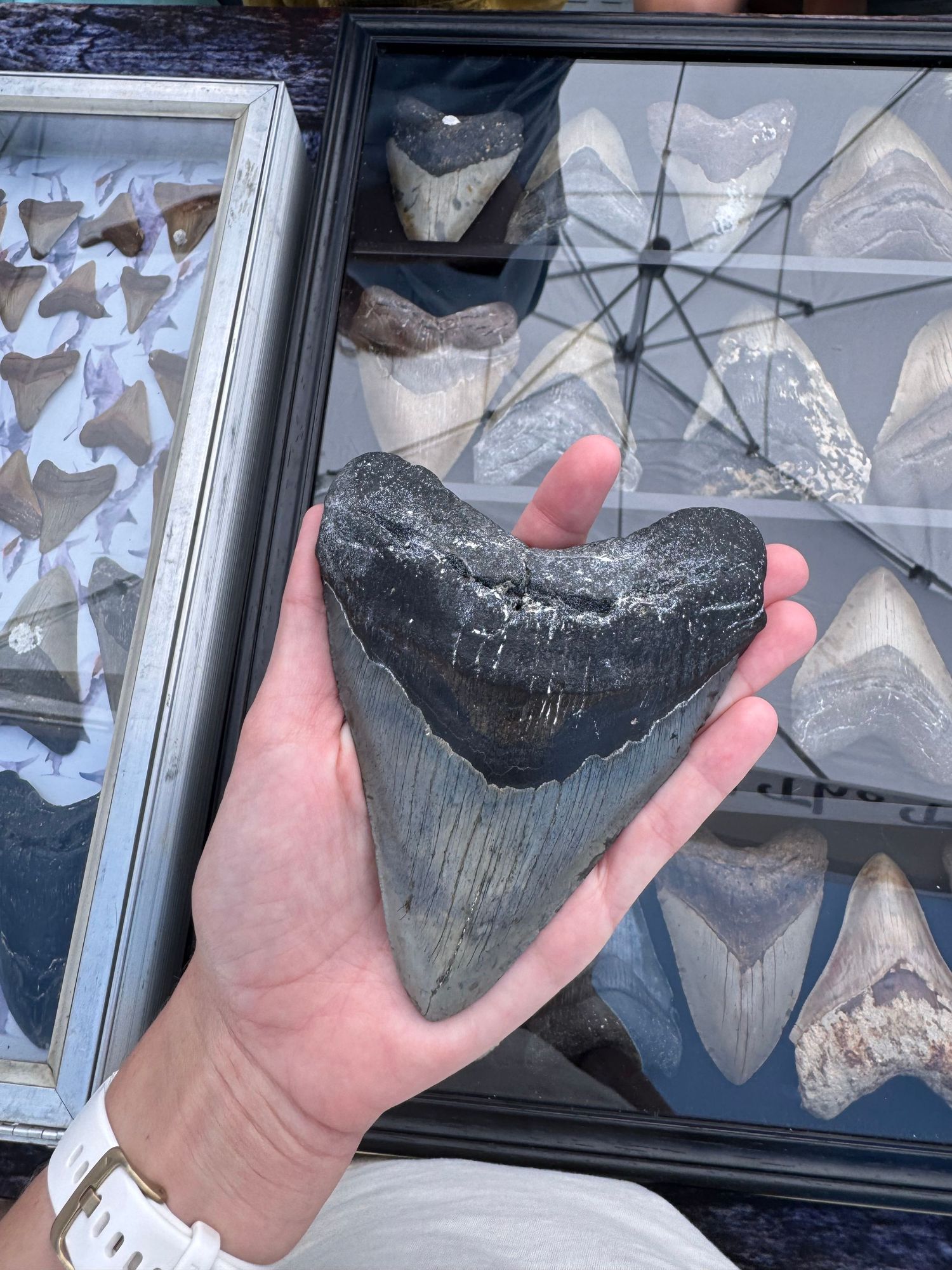 Hand holding large black Megalodon fossil shark tooth at outdoor fossil and shark teeth market display.