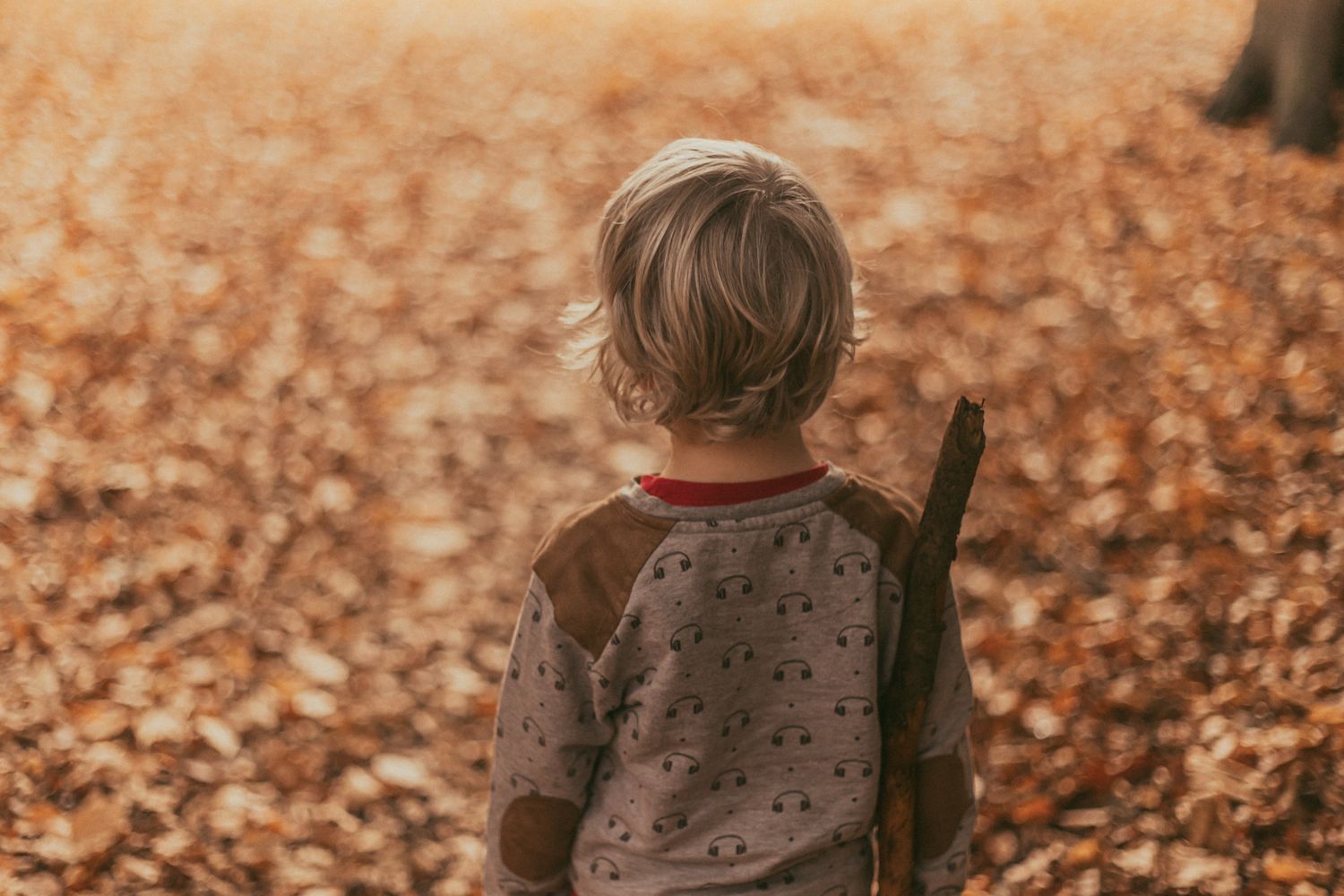 A boy looks out across the carpet of bronze leaves in Marlow Common on an autumn morning.