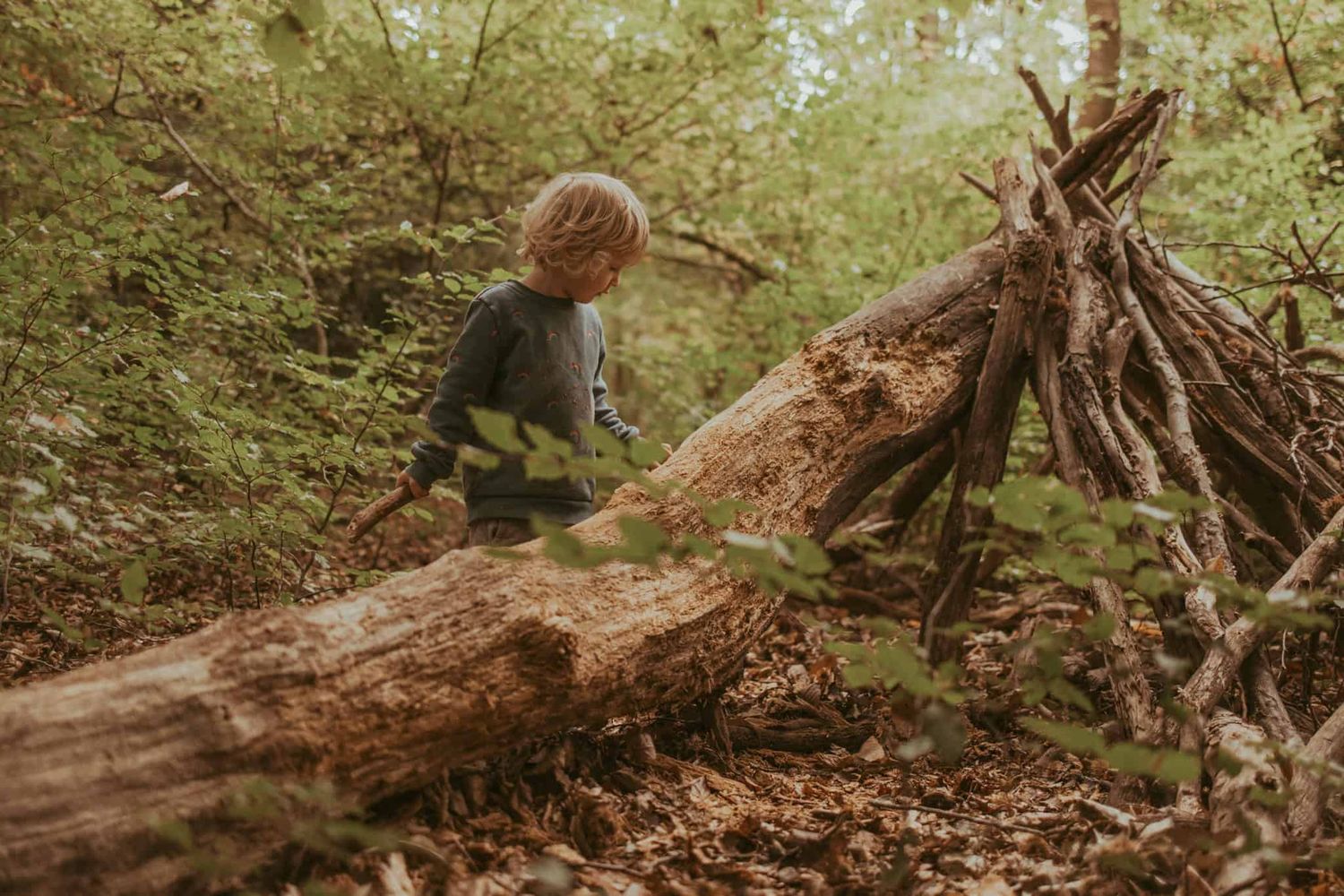 A boy builds a den from fallen branches in Marlow Common.