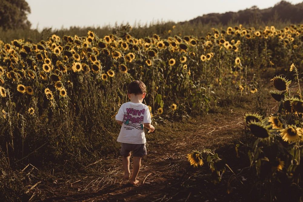 A toddler walks along a pathway between the sunflowers in Stonor, Oxfordshire.