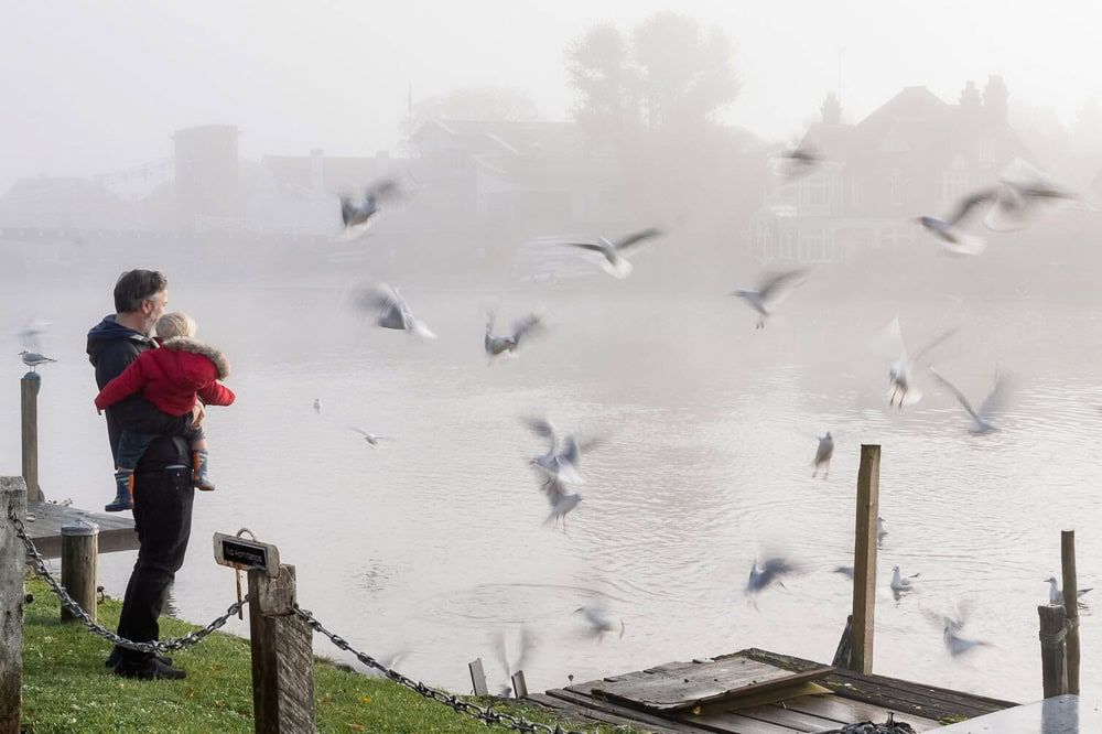 A father and child watch a flock of birds flying in the mist in front of Marlow Bridge.