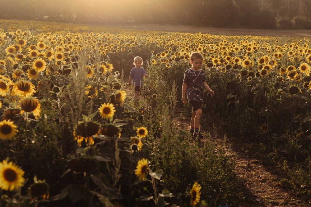 Two boys walk through the sunflowers at golden hour.
