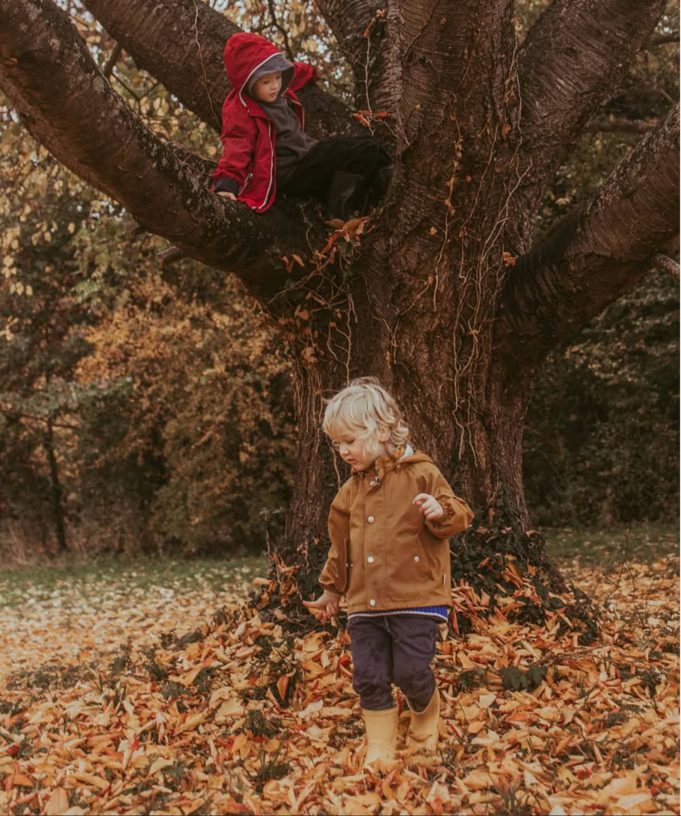 One boy sits  in the branches of a tree while the other runs through fallen leaves  at its base in Hambleden village.