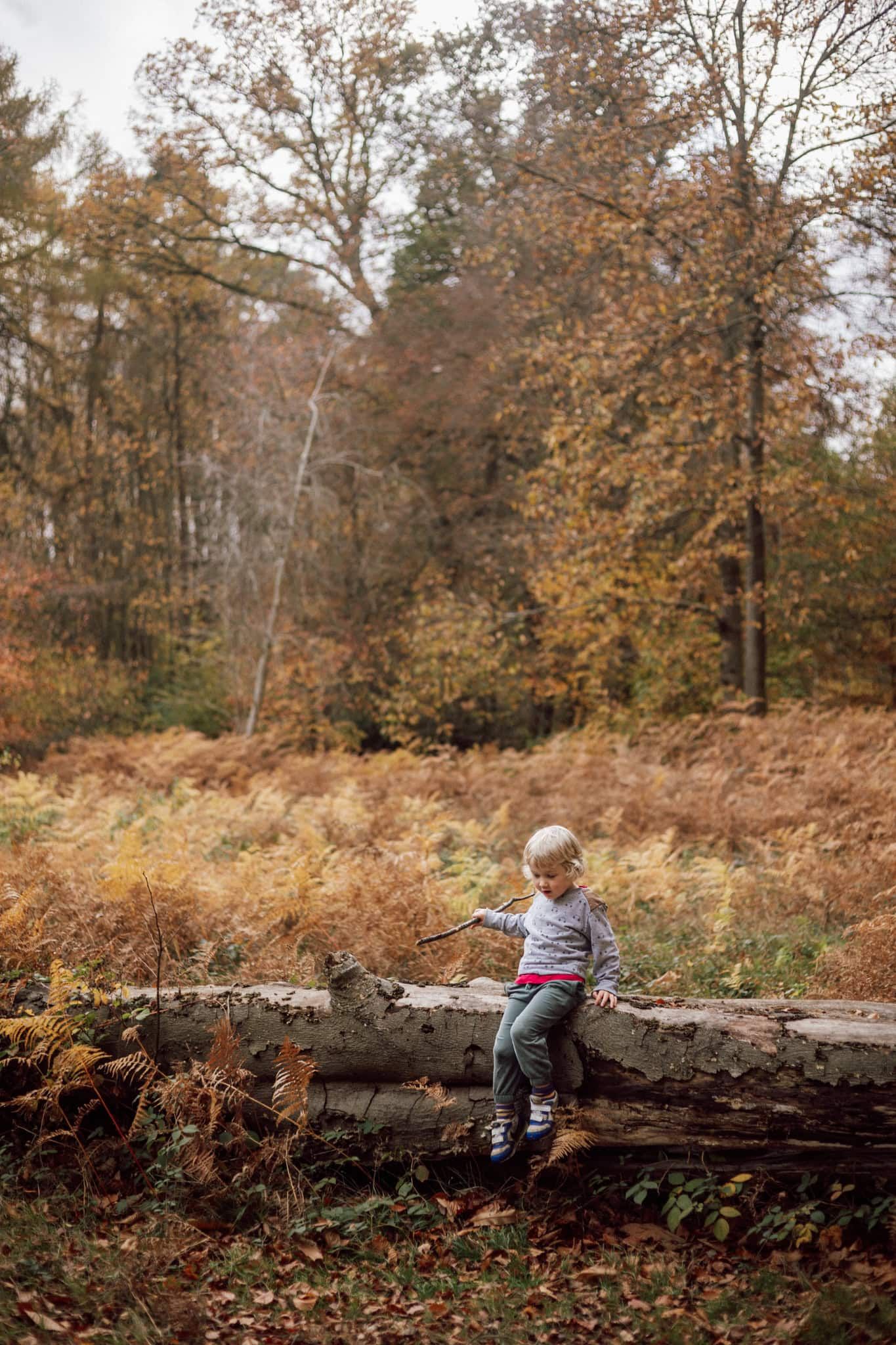 A young boy sits upon a fallen tree in Marlow Common, with beautiful ferns behind him.