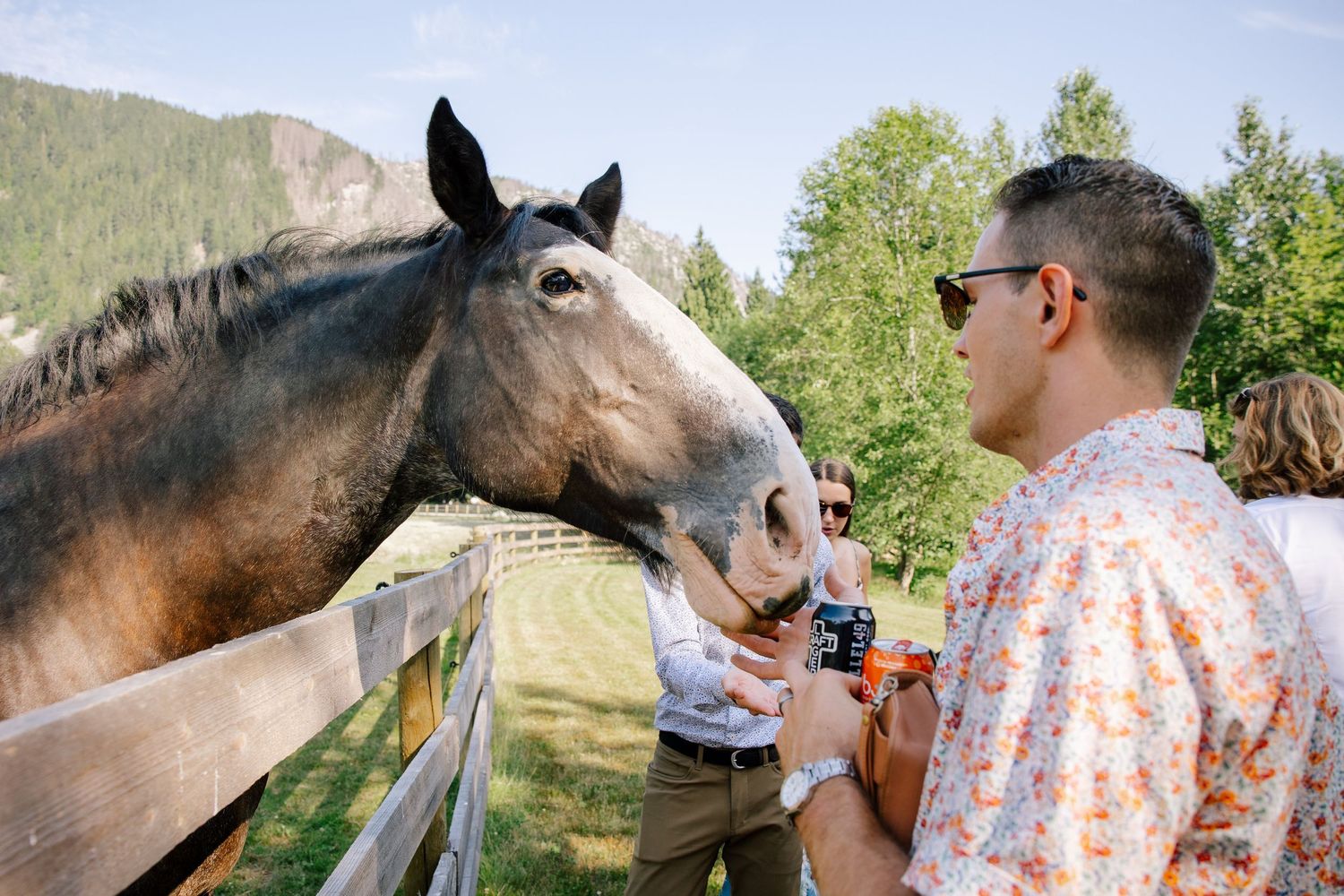 Horse at Glacier Valley Farm in Squamish, BC.