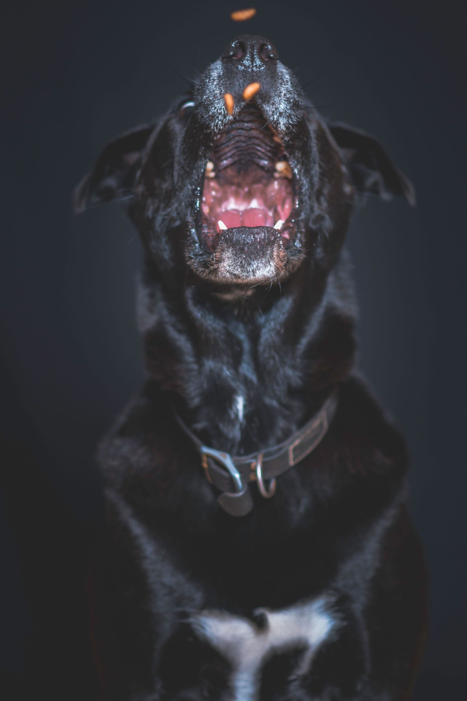 Franklin Indiana based photographer offering Pet photography. On location shooting. I bring the studio to you.