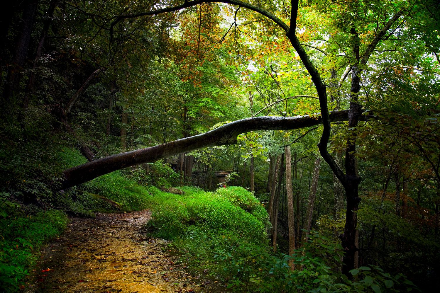 Clifty Falls Indiana. Indiana based photographer.