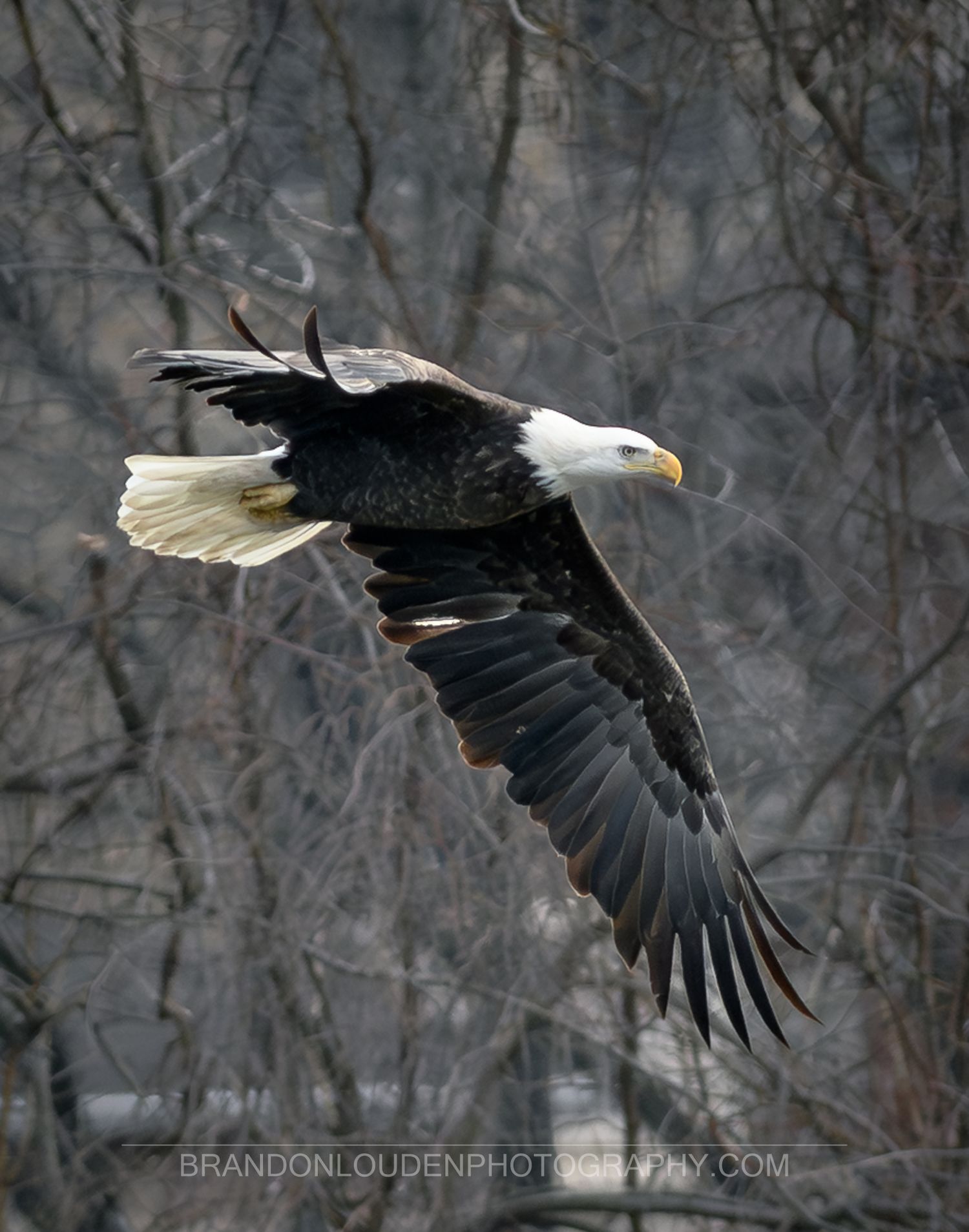 Franklin Indiana based photographer. Capturing bald eagle flying over the Wabash river in Lafayette Indiana.