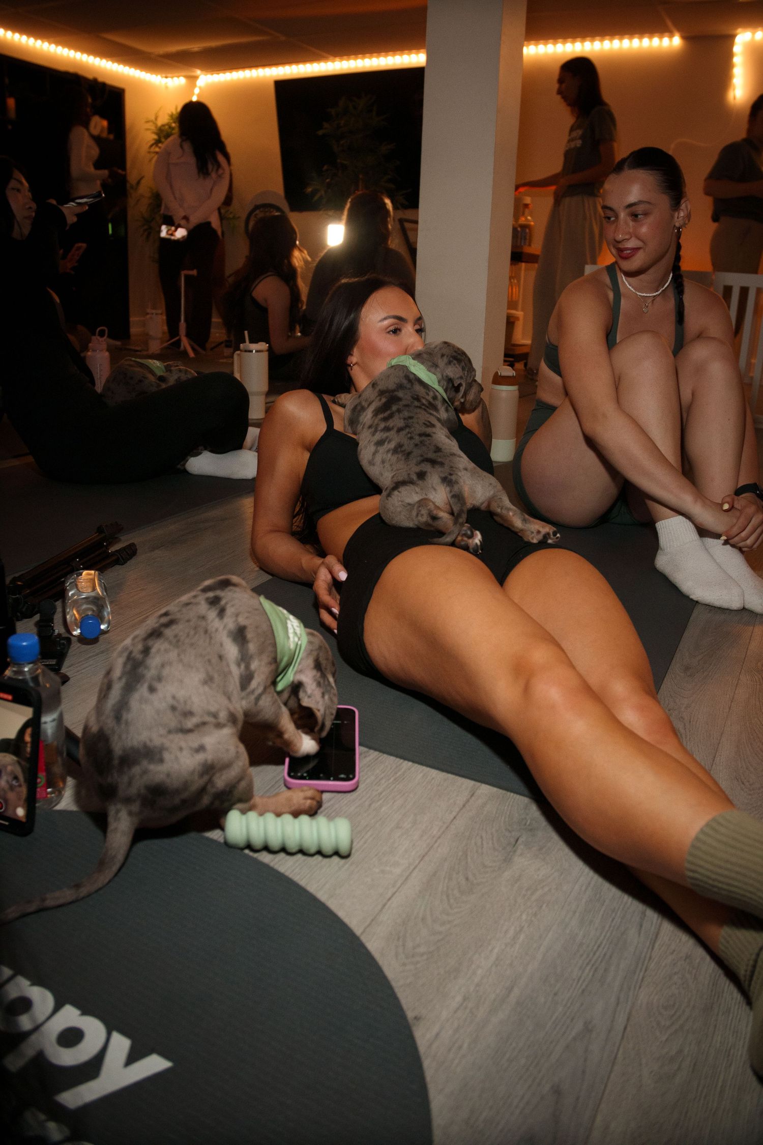 Small grey puppy plays on a couch during an indoor gathering.