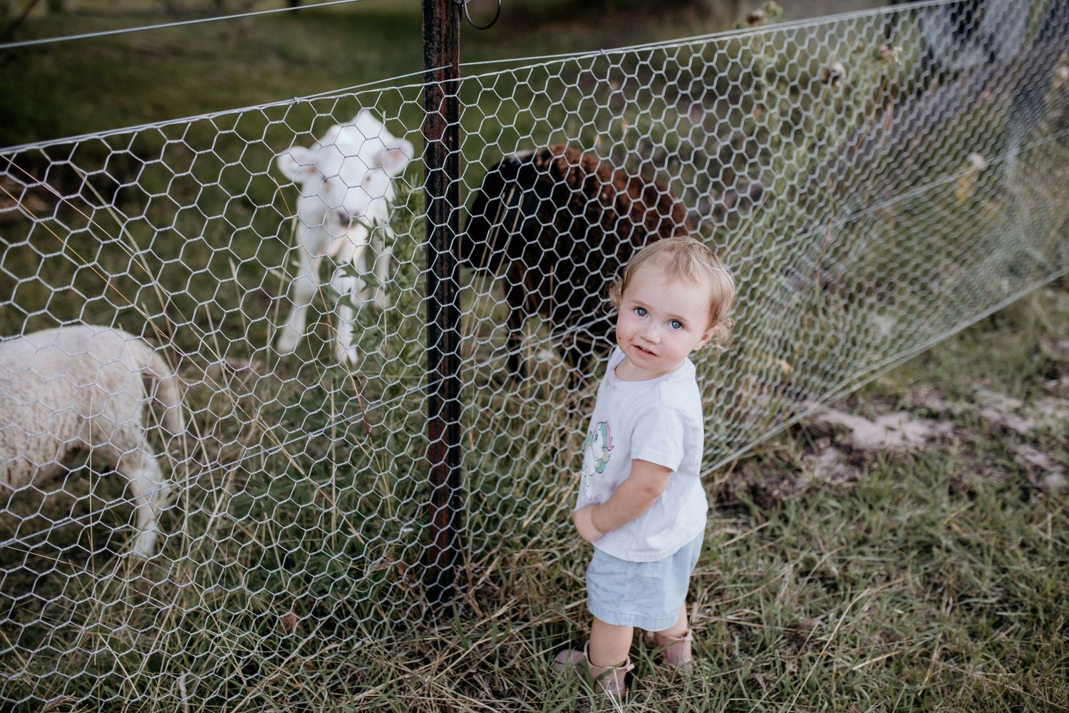 Goats and chickens behind a wire mesh fence on a rural farm property.