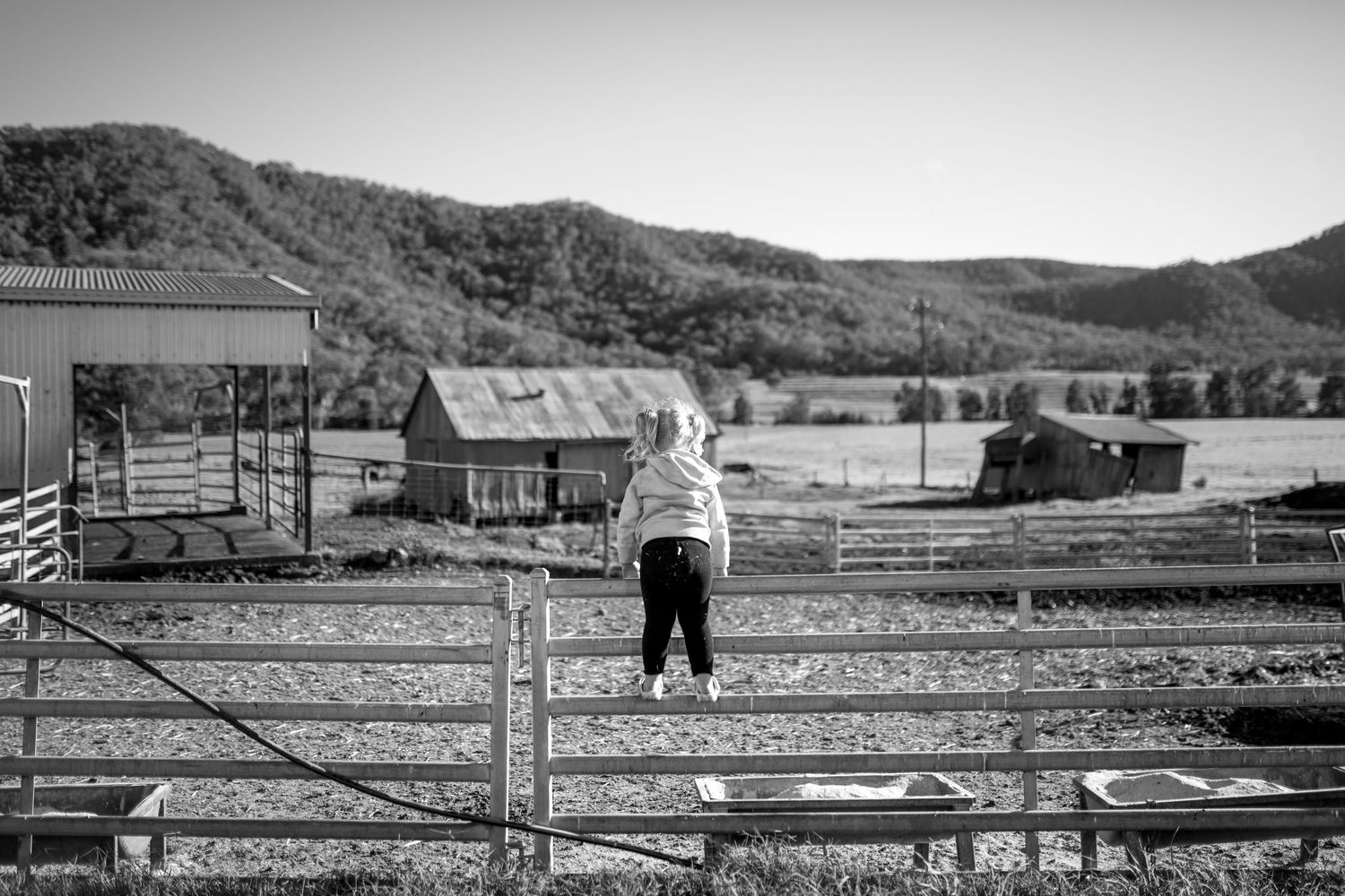 A black and white image of a young girl climbing on cattle rail attempting to look at the animals.