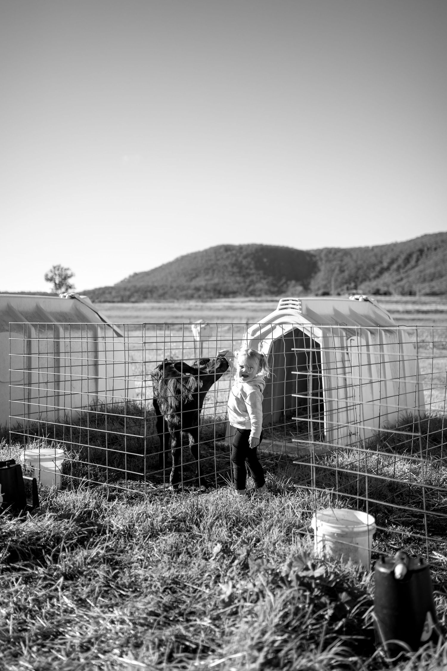 Black and white image of livestock pens with children tending to animals.