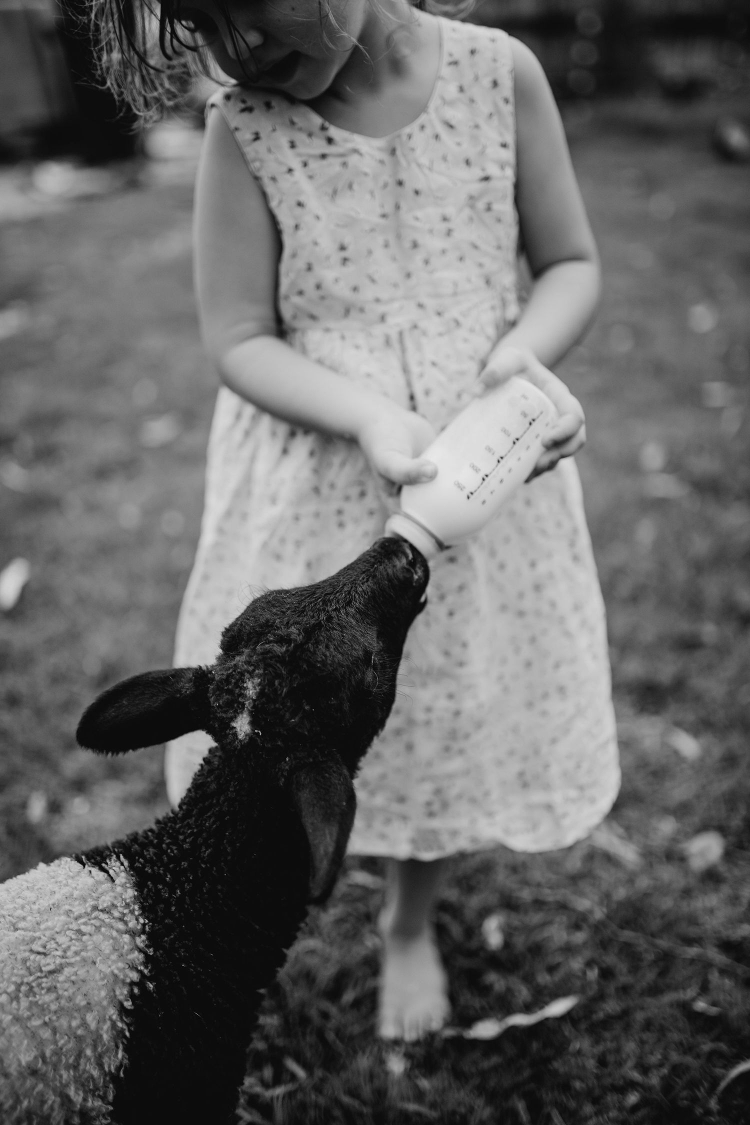 A black and white photo of a child in a polka dot dress bottle-feeding a lamb outdoors.