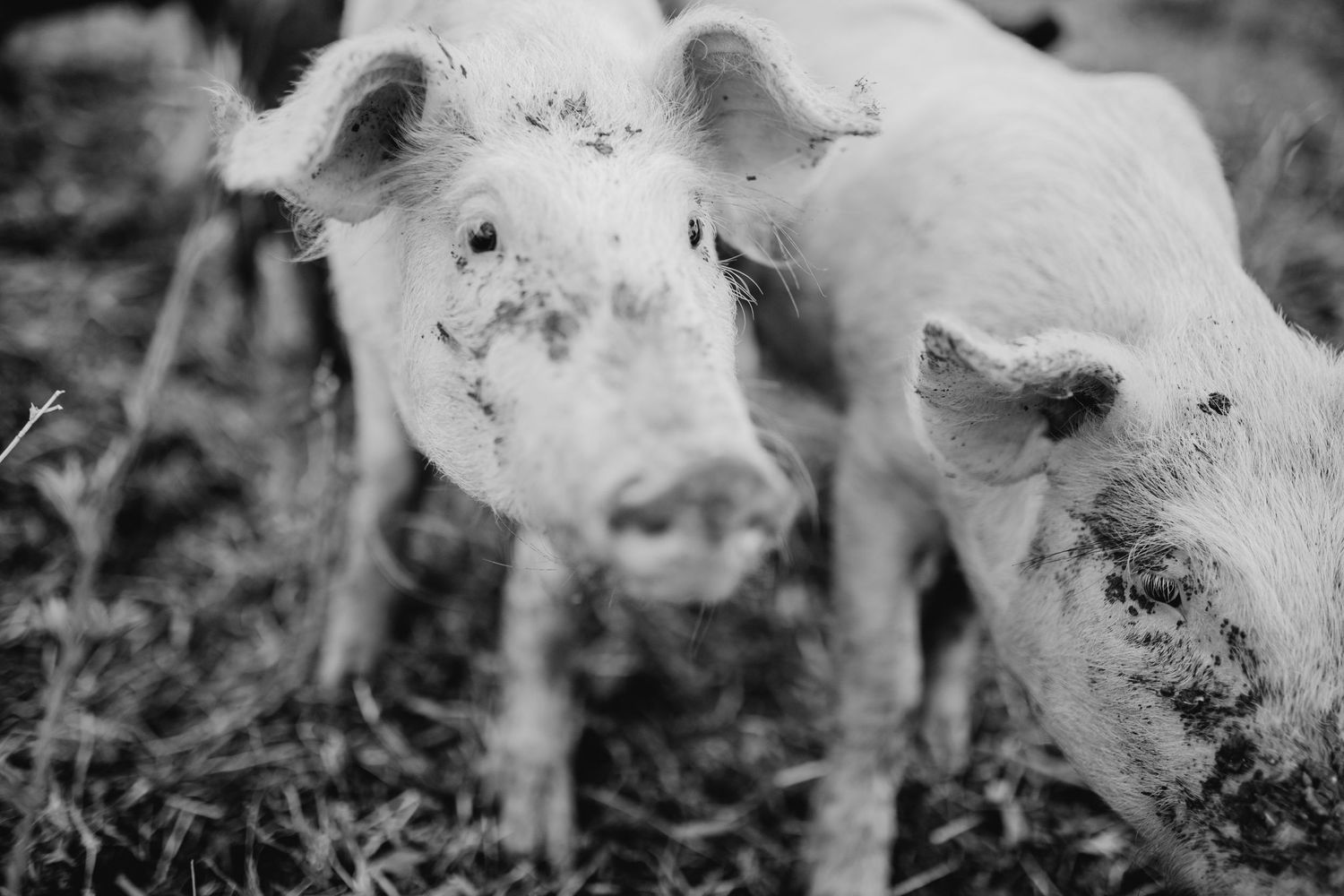 Young pigs foraging in a natural outdoor environment, captured in black and white.