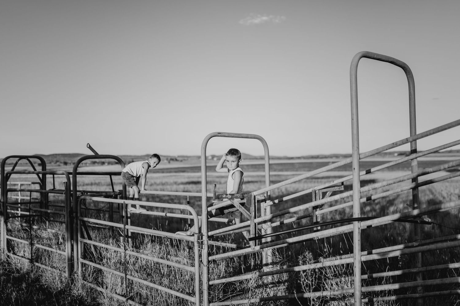 Black and white photograph of cattle in a feedlot with metal fencing and handling equipment visible.
