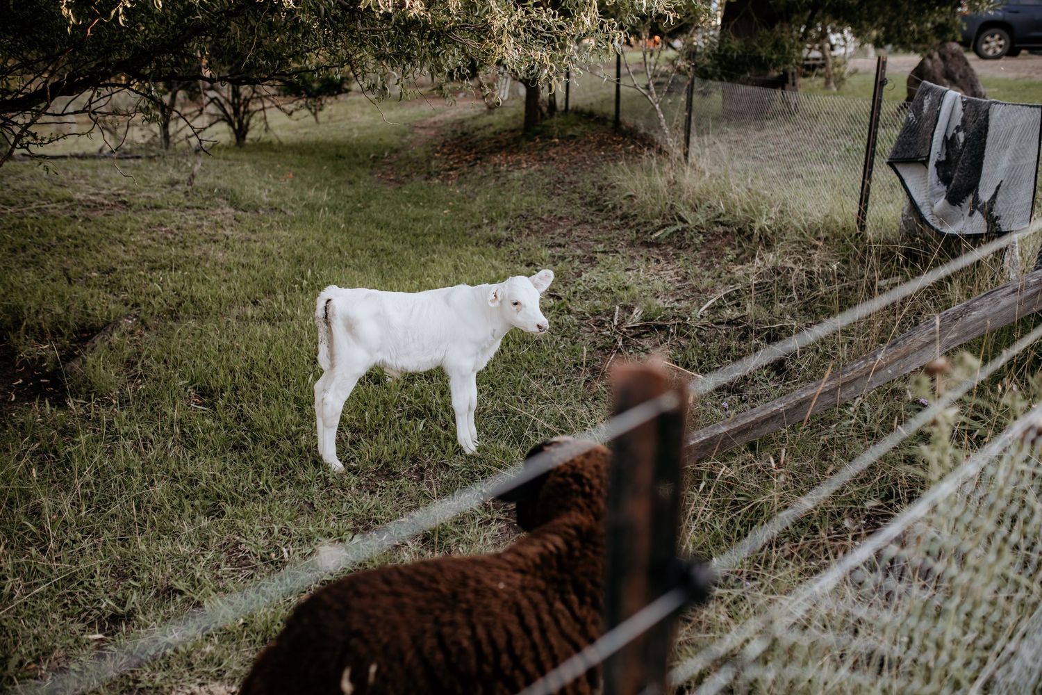 Farm animals grazing near a wire fence with trees and buildings in the background.