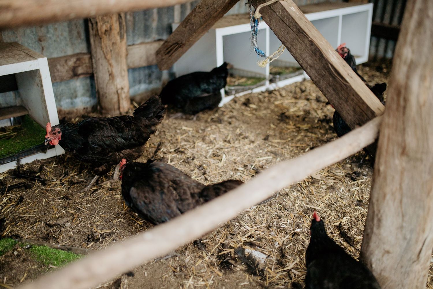 Chickens running amongst wooden beams and structural elements of a farm building or shelter.