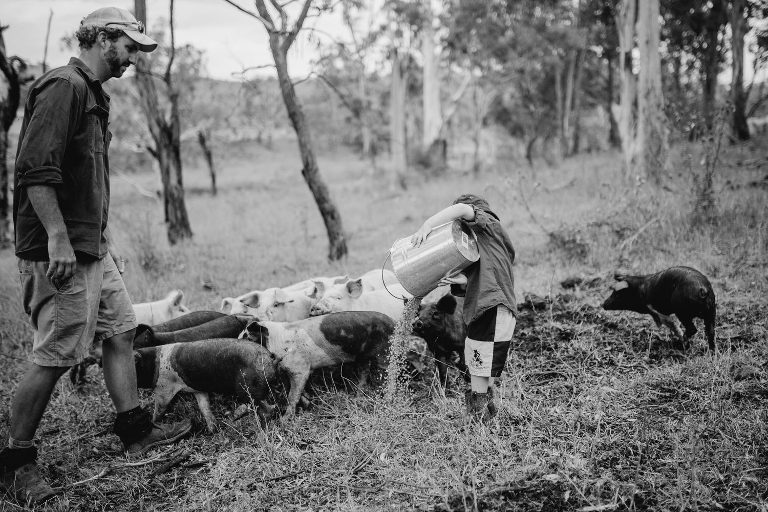 Vintage black and white photograph showing father and son feeding pigs.
