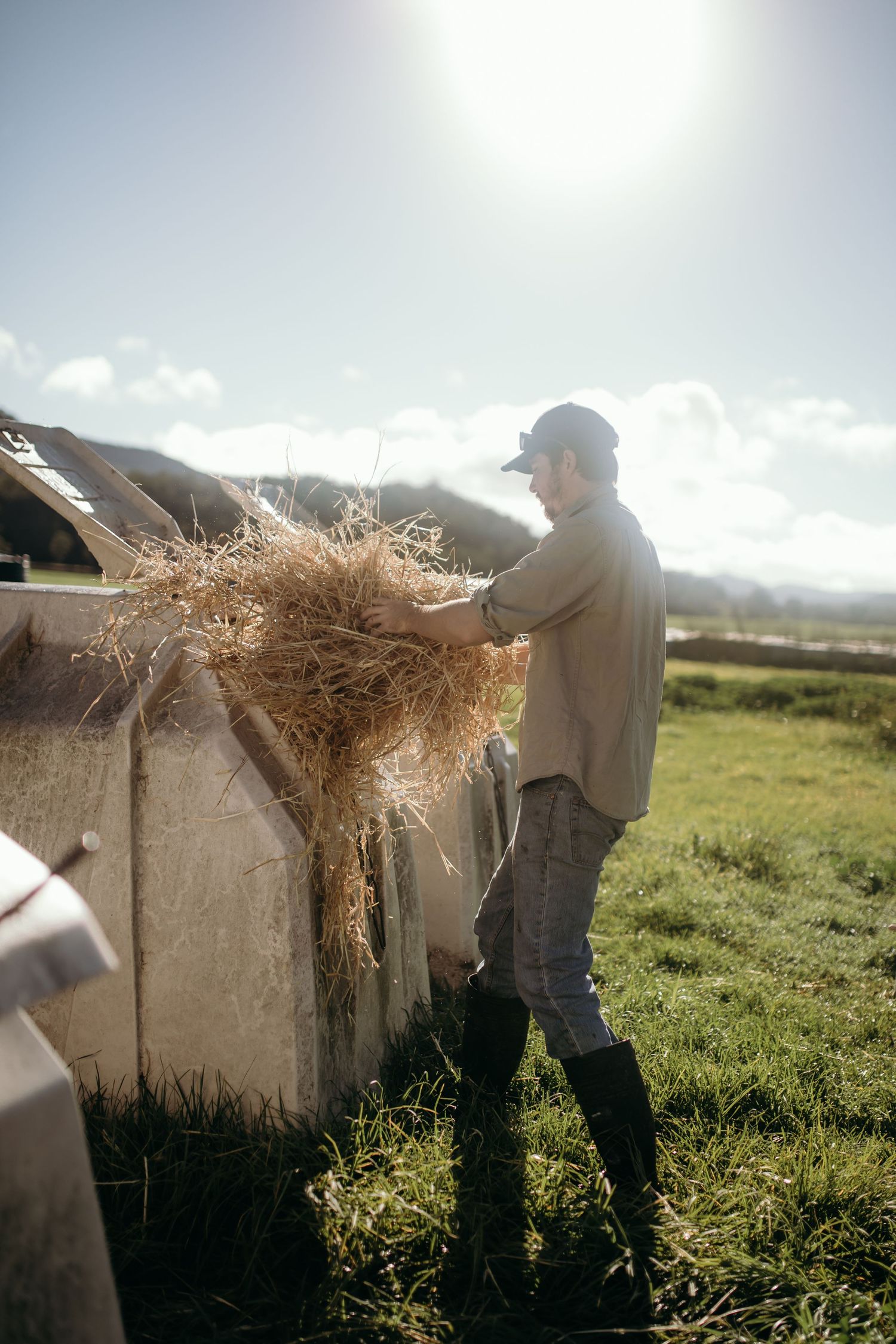 Farm worker adding hay to outdoor animal shelters in bright sunlight.
