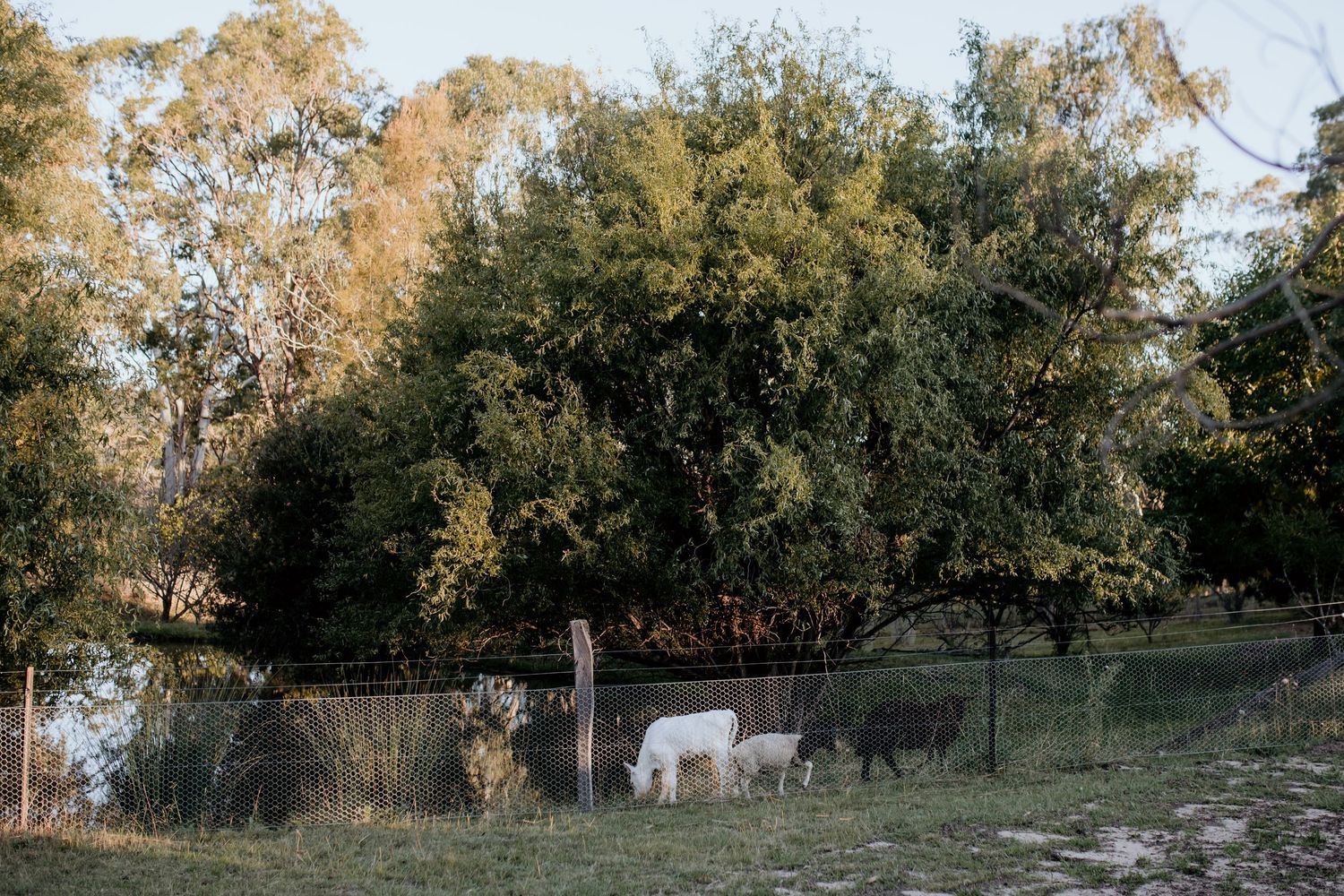 Autumn landscape with golden sunlight filtering through trees along a rustic fence line.