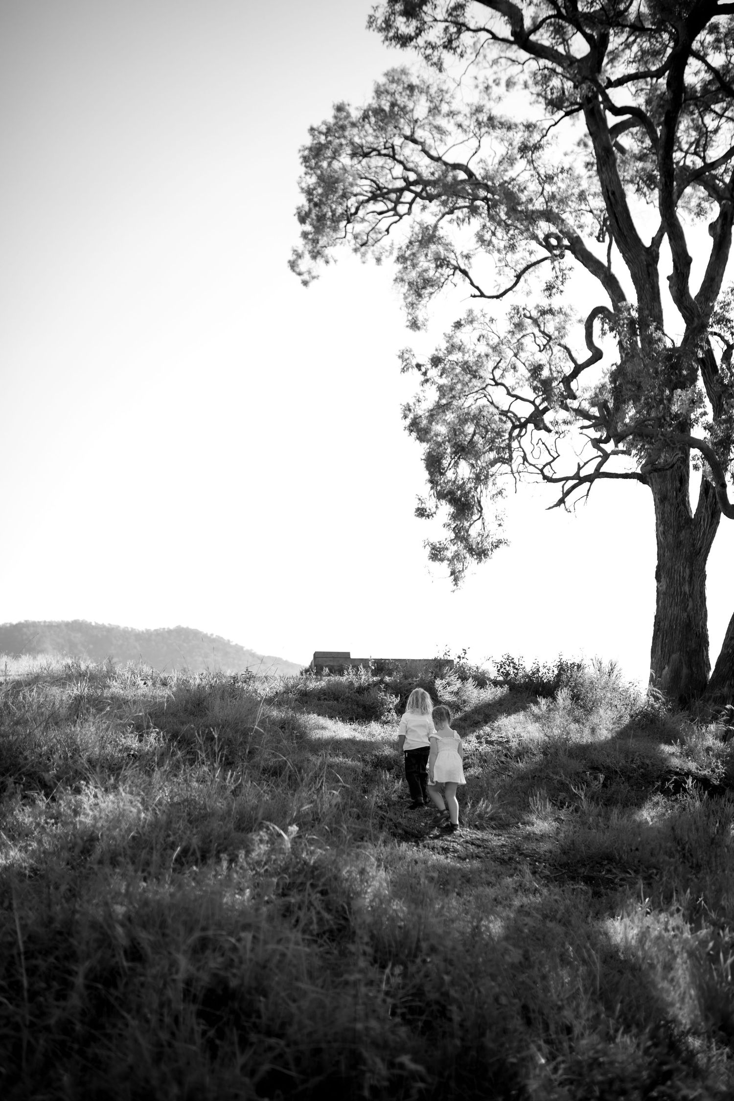 Silhouetted figures walking along a hilltop path under majestic trees at sunset.