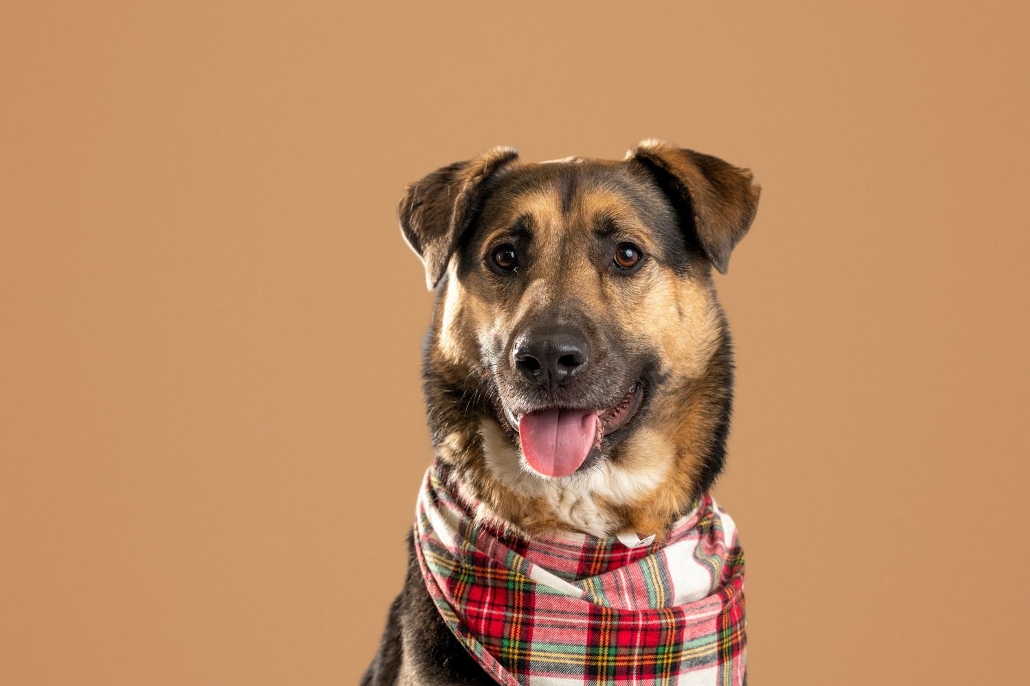 Happy German Shepherd mix dog wearing red plaid bandana poses against brown background.