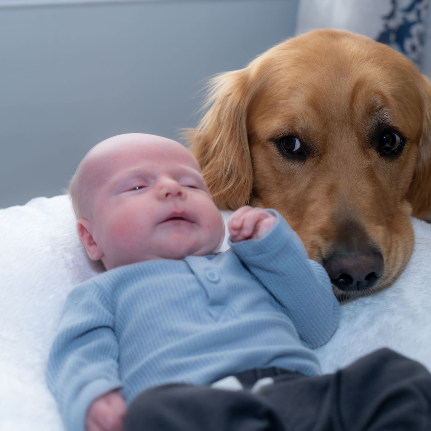 Golden retriever dog gently watching over sleeping baby in blue outfit.