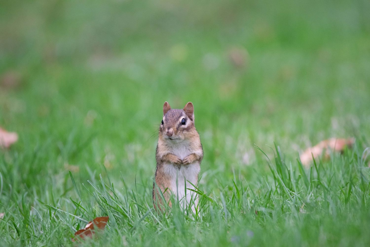 A chipmunk sits in green grass while foraging for food and looking alert with its distinctive stripes visible.