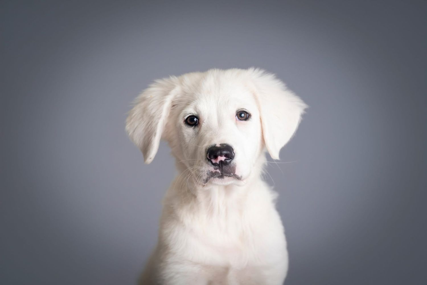 A close-up series of photos showing a fluffy white dog with dark eyes against a gray background.