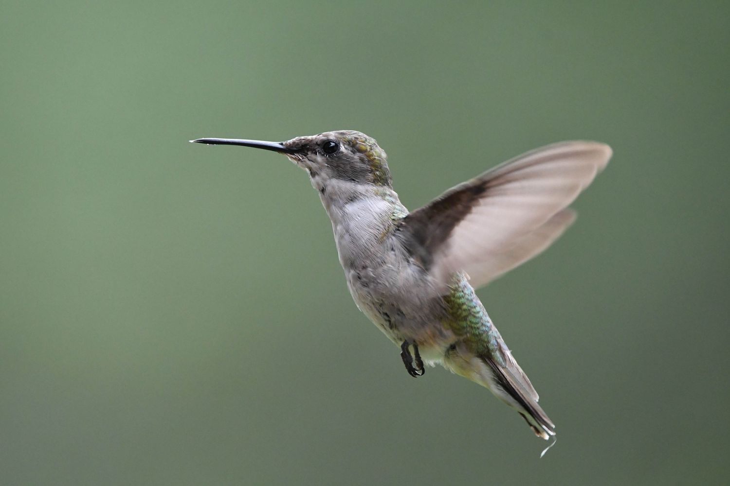 A female ruby-throated hummingbird hovers gracefully in mid-flight against a soft green background.