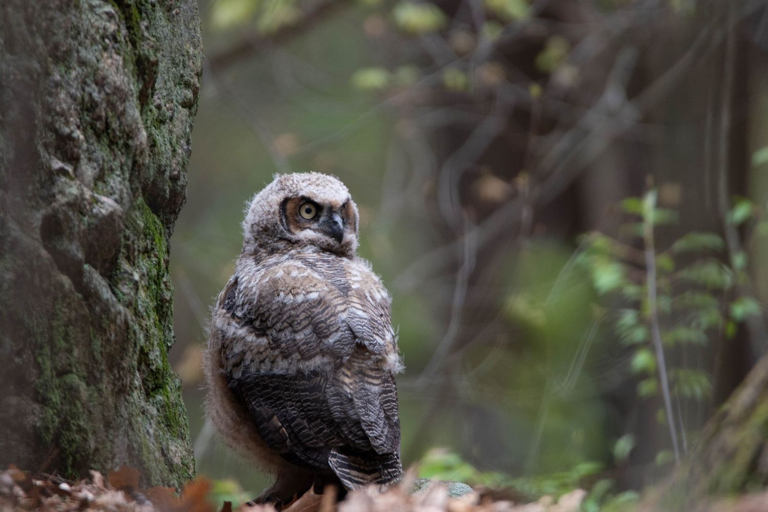A Great Horned Owl perches alertly on a tree branch in a wooded forest setting.