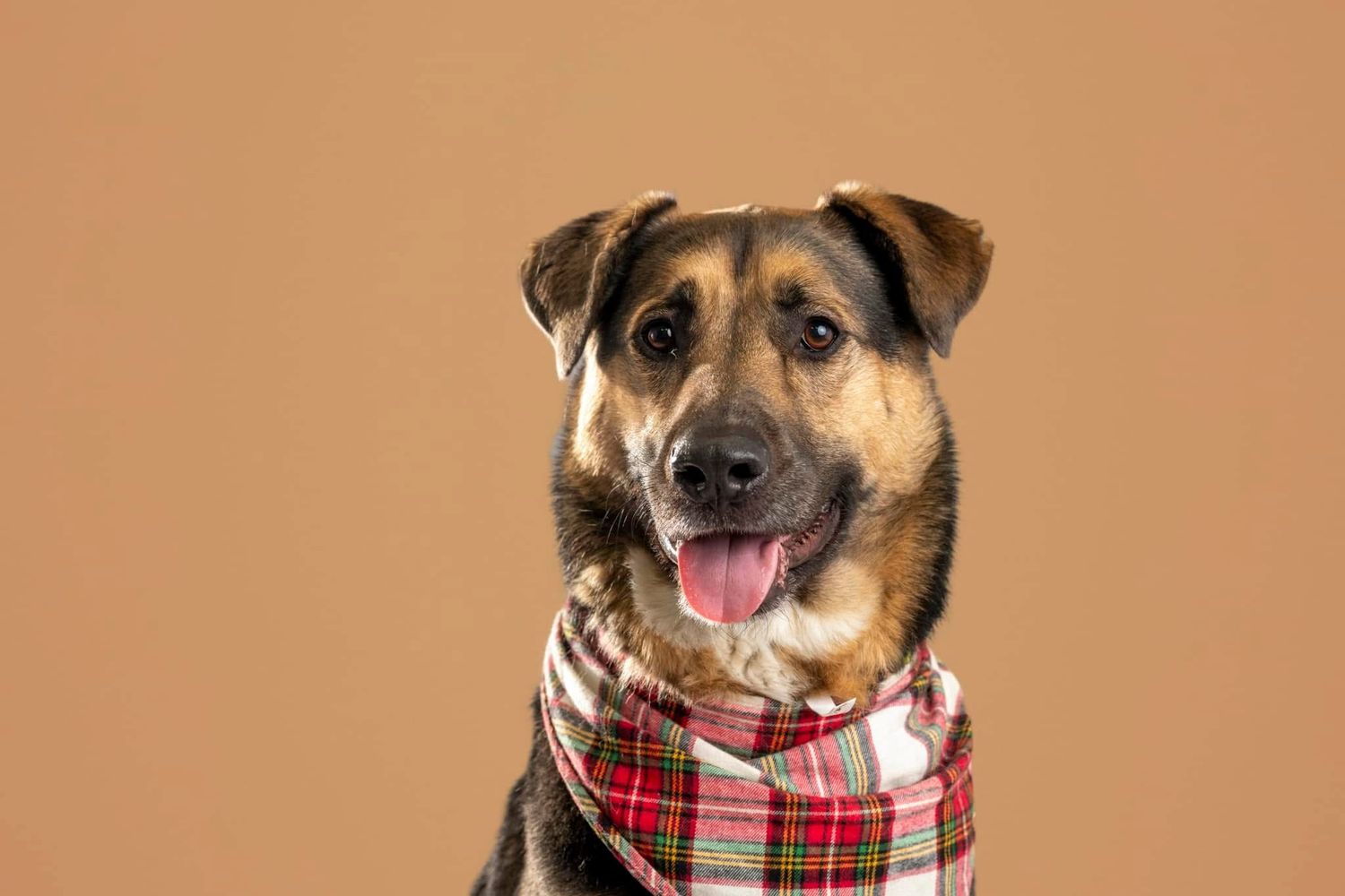 Three similar brown and black dogs wearing plaid bandanas pose together against a peach-colored background.
