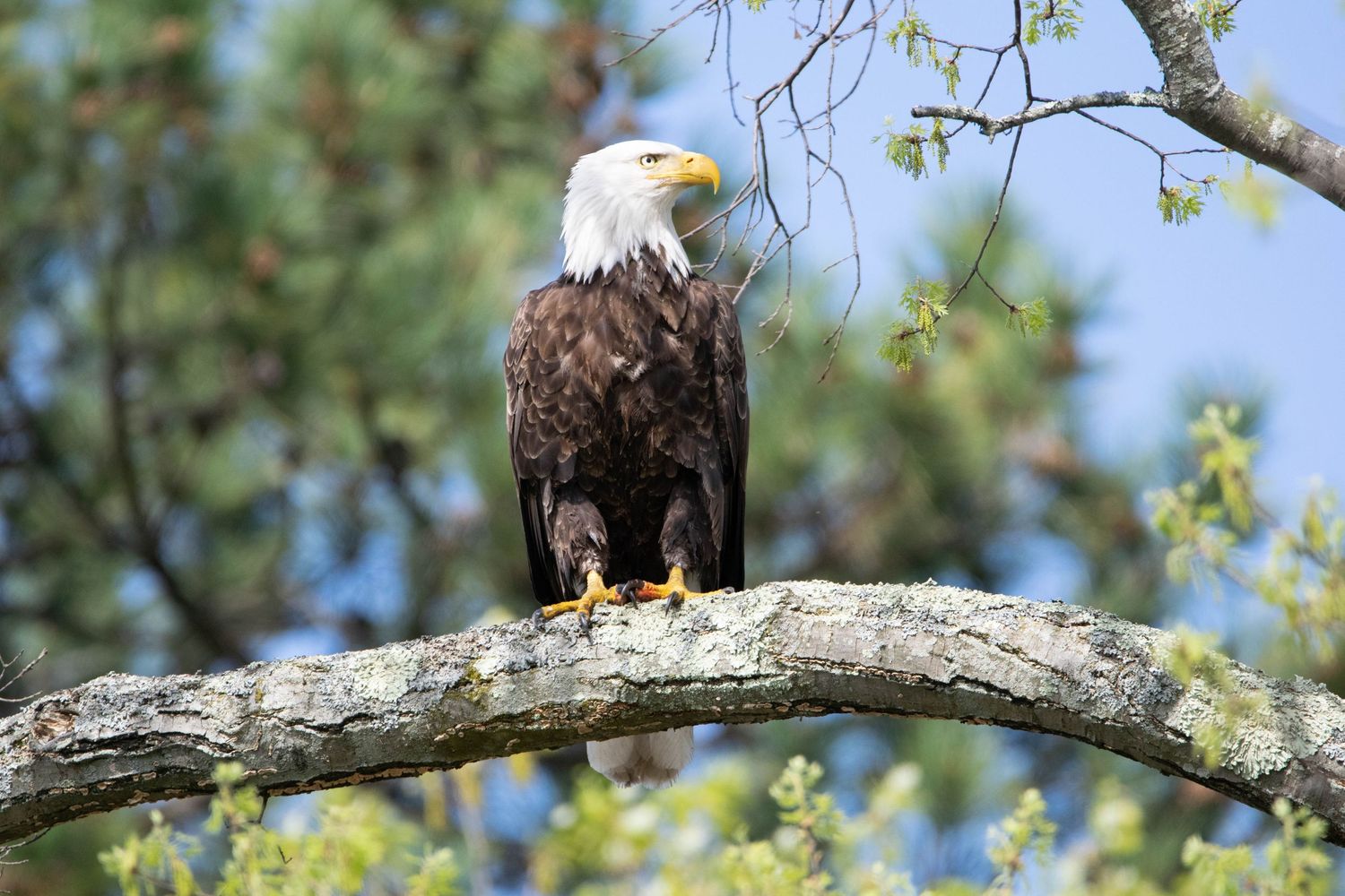 A majestic bald eagle perches on a tree branch against a blue sky background.