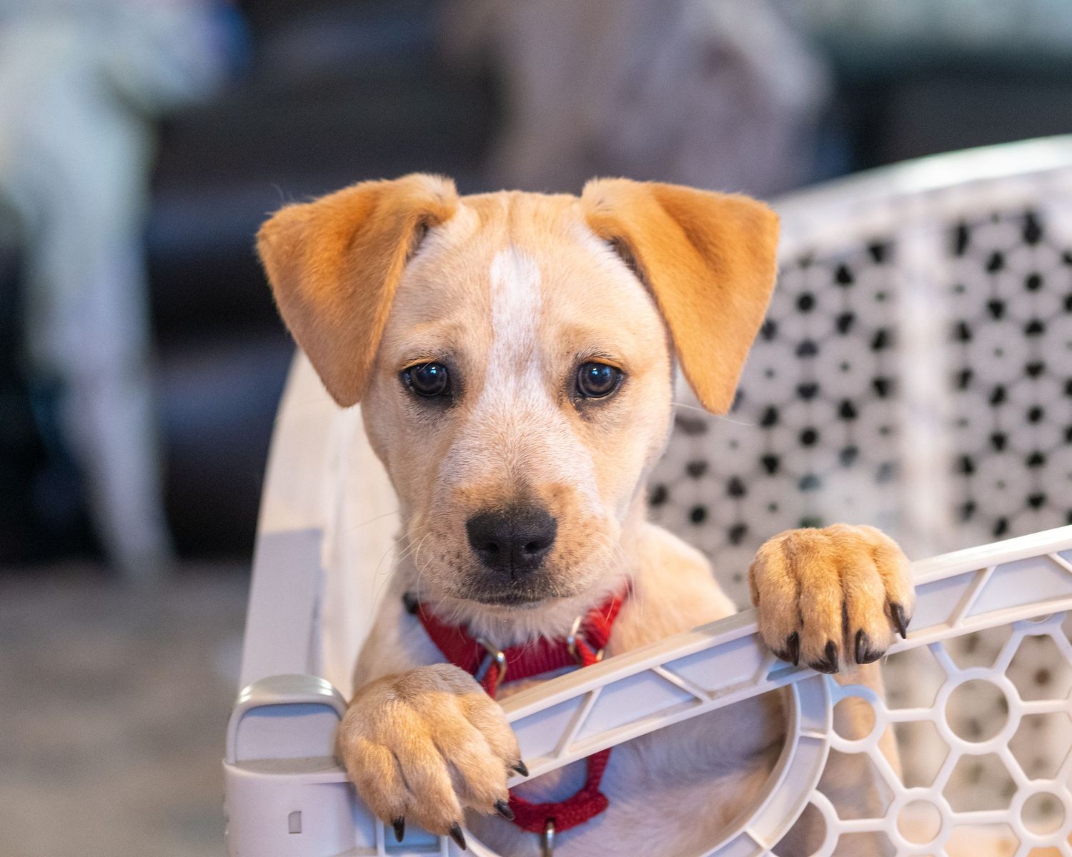 A yellow puppy peeks through white lattice fencing while wearing a red collar.