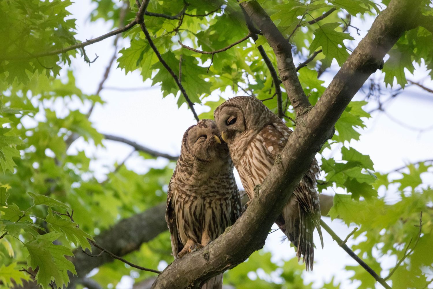 An owl perches on a tree branch surrounded by vibrant green maple leaves in a forest setting.