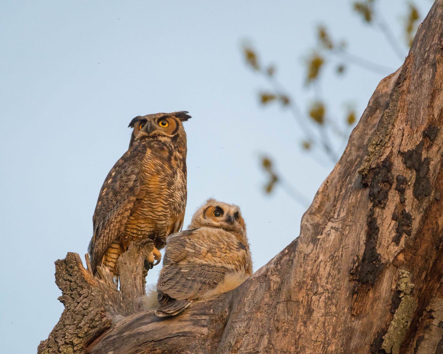 Two Great Horned Owls perch together on a weathered tree trunk against a blurred nature background.