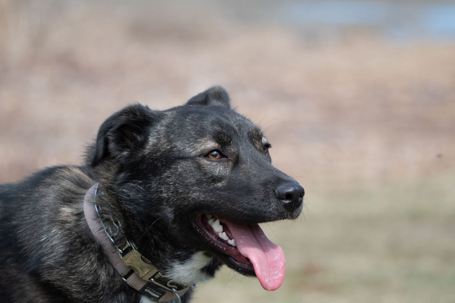 A black dog with a happy expression poses against a natural outdoor background.