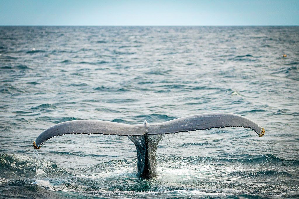 A majestic humpback whale tail breaks through the ocean surface against a blue sky background.