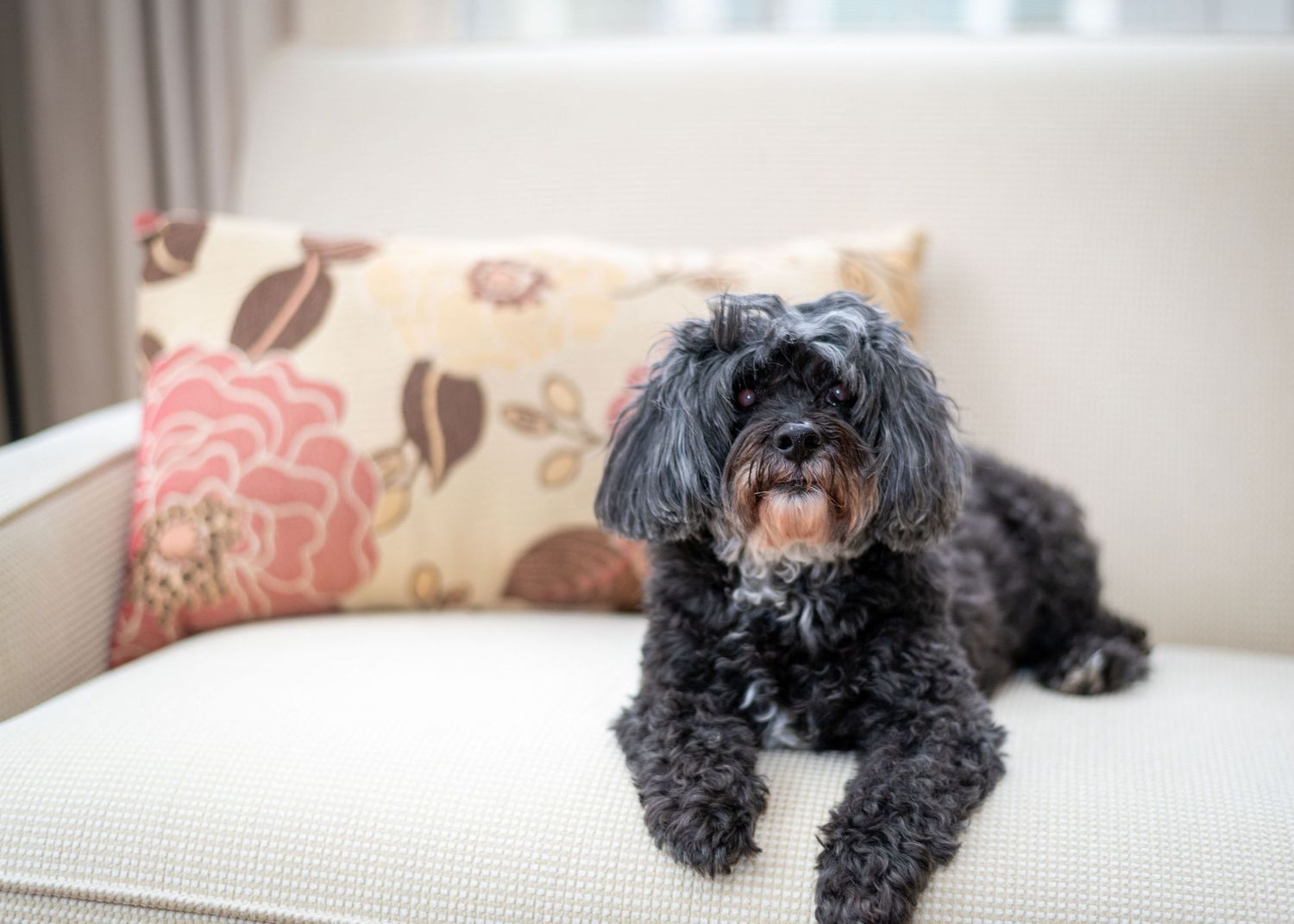 Black dogs lounging on comfortable cushions in a home setting.