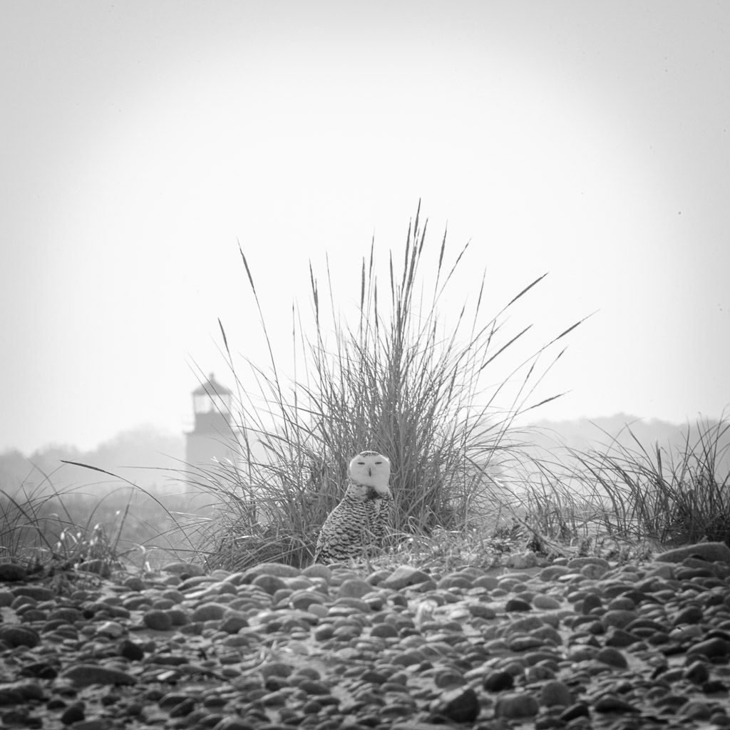 Low angle black and white view of grass silhouettes against a light sky creating a dramatic natural pattern.