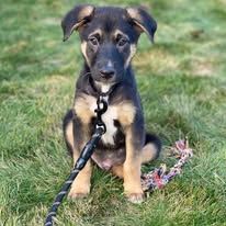 German Shepherd puppy plays in green grass with floppy ears and curious expression.
