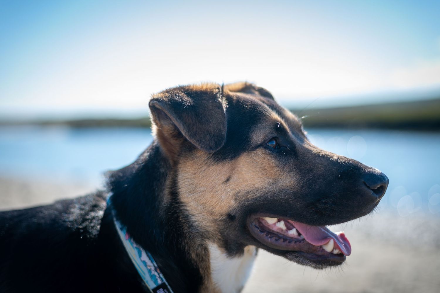 Close up profile shots of a happy dog with blue sky in the background.