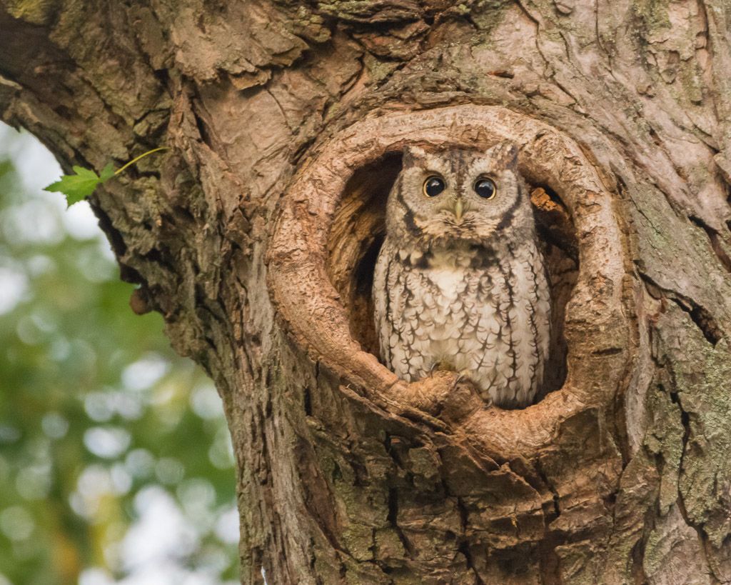 An Eastern Screech Owl peers out from a natural tree cavity nest in a weathered trunk.