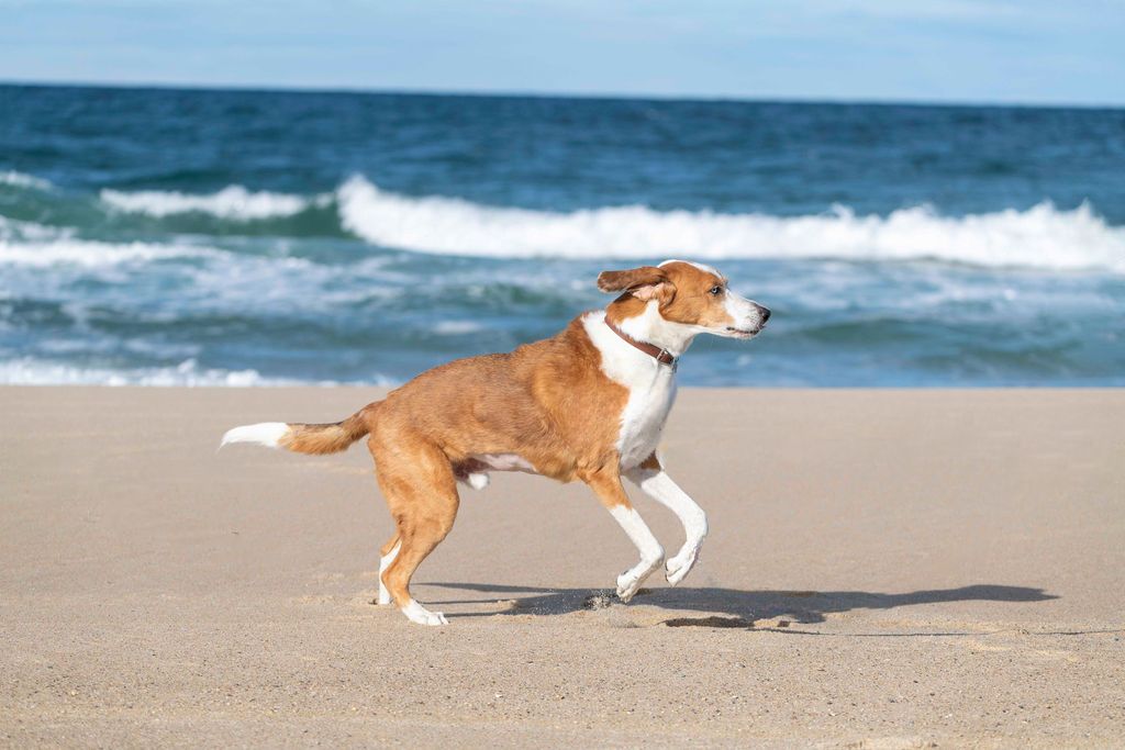 Energetic dogs play and run together on a sunny beach with waves in the background.