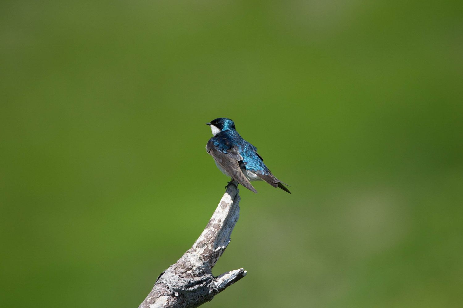 A vibrant blue kingfisher bird perched on a branch against a blurred green natural background.